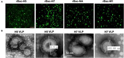 Single Dose of Bivalent H5 and H7 Influenza Virus-Like Particle Protects Chickens Against Highly Pathogenic H5N1 and H7N9 Avian Influenza Viruses